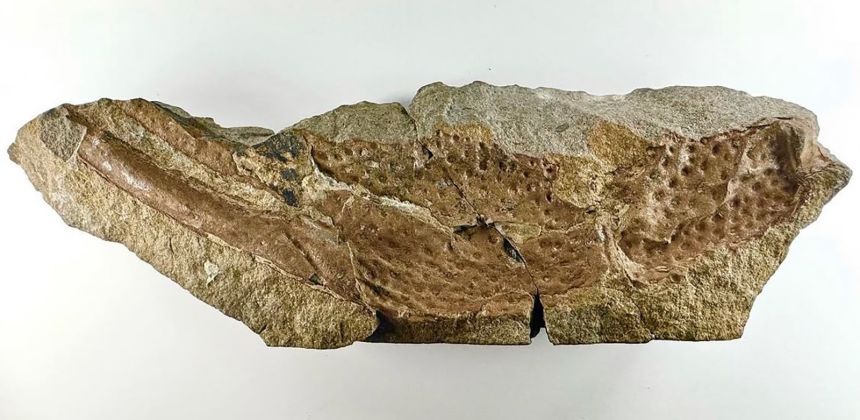 A fossil fragment indicates P. gigas likely had roughly 6-inch-long pincers.