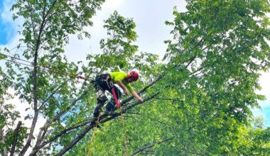 Trees are homeowners’ largest uninsured asset, says Pine to Palm arborist