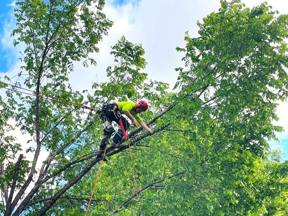 Trees are homeowners’ largest uninsured asset, says Pine to Palm arborist