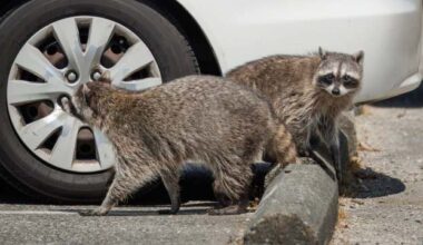 'Cute little raccoons' now carry a fast-spreading rabies risk into Quebec's urban areas