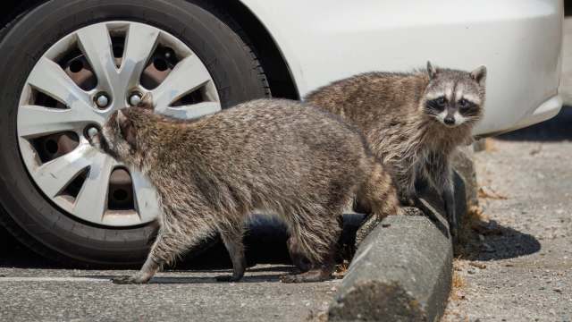 'Cute little raccoons' now carry a fast-spreading rabies risk into Quebec's urban areas