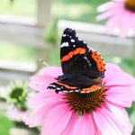 Pollinators like butterflies are key to protecting Mississauga's natural areas.