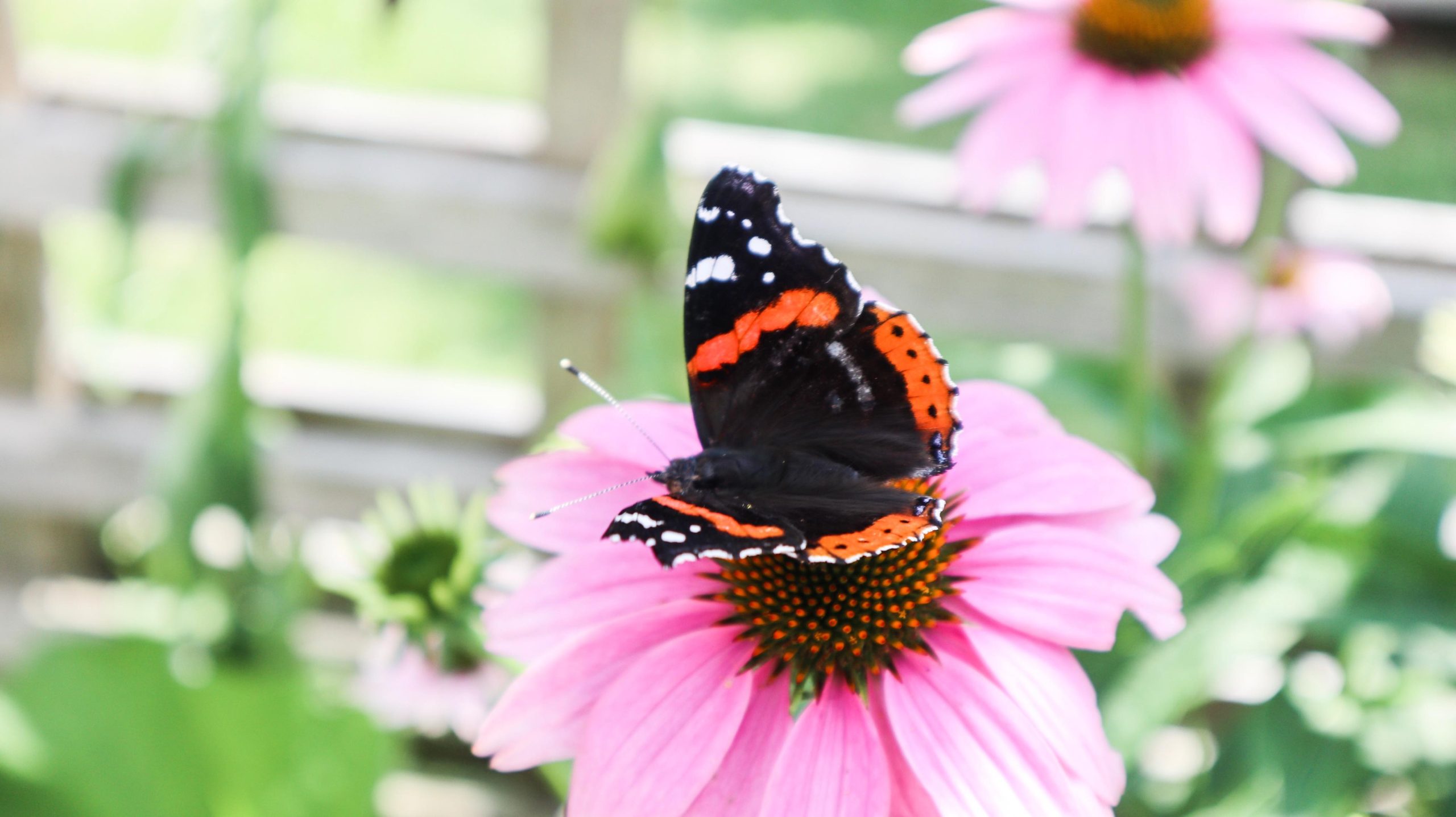 Red admiral butterfly on a flower.