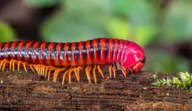 Millipedes beat vertebrates to land by 80 million years