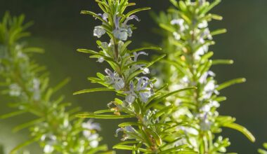 The herb linked to better memory, lower anxiety and Alzheimer’s protection