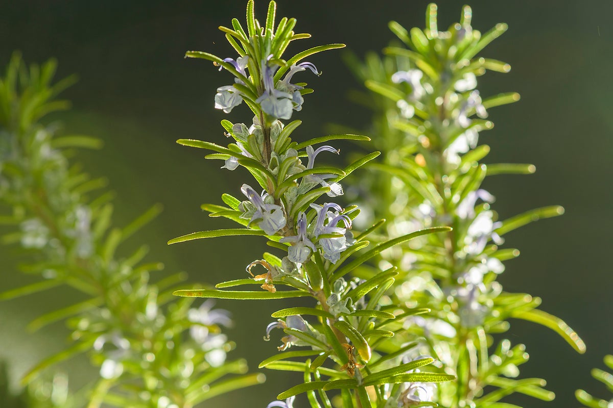 The herb linked to better memory, lower anxiety and Alzheimer’s protection