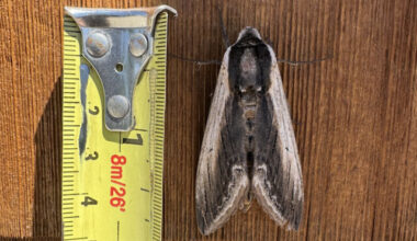 Terry Jacklin spotted a large privet hawk moth near Kelowna.