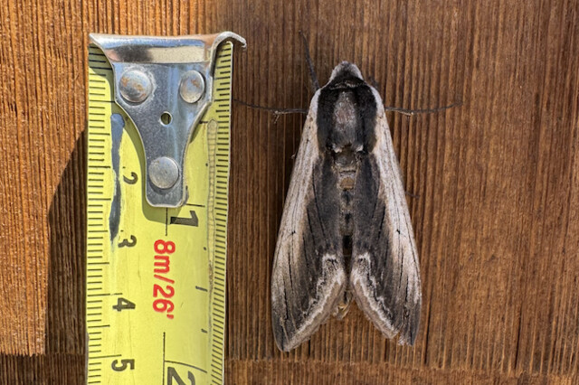 Terry Jacklin spotted a large privet hawk moth near Kelowna.