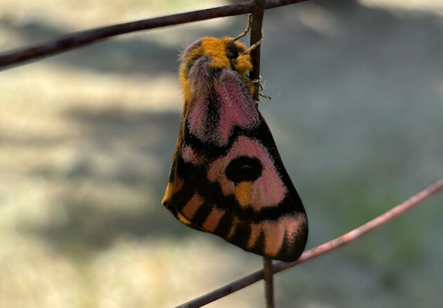 Muller snapped a picture of the sheep moth near her home in Lumby.