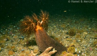 MUN Researchers Discover 'Zombie' Sea Cucumber Tissue