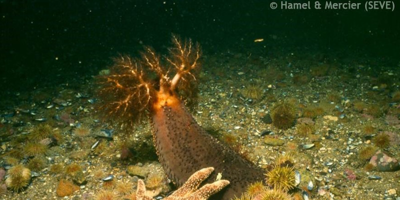 MUN Researchers Discover 'Zombie' Sea Cucumber Tissue