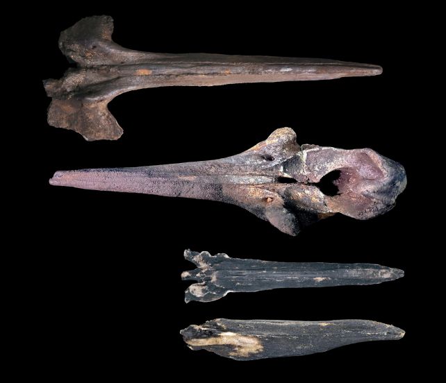 Vast Whale Graveyard at The Bottom of The Ocean Has Been Growing For 5 Million Years