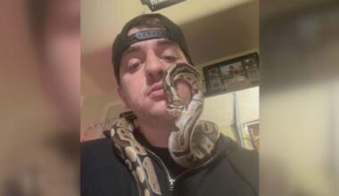 Python named Peanut to reunite with owner after Ontario sewage plant rescue