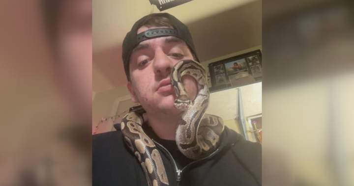Python named Peanut to reunite with owner after Ontario sewage plant rescue