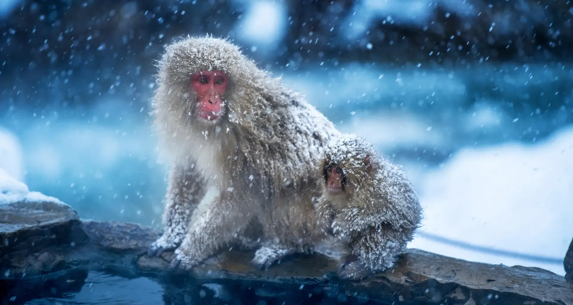 The first primates may have evolved in the cold, not the tropics
