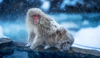 The first primates may have evolved in the cold, not the tropics