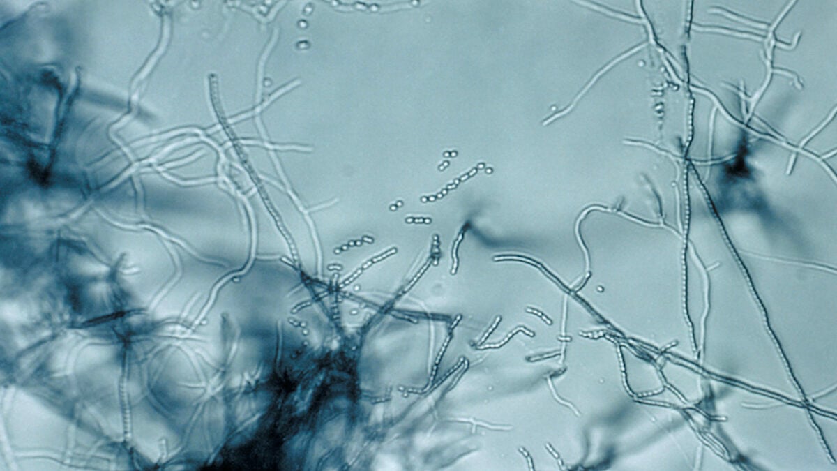 New Antibiotic Found in Dirt Targets Superbugs in a Way ‘Never Been Seen Before'
