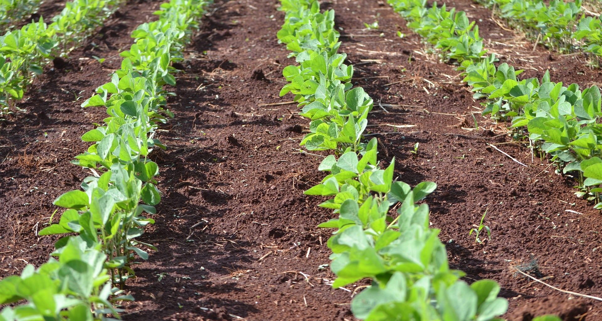 Climate Change Could Lower Soybean Seed Quality