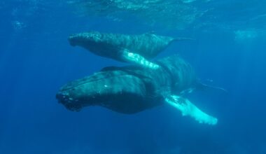 We assumed humpback whales had to reach warm tropical waters before giving birth, but a 2025 UNSW-led study found newborn calves as far south as Tasmania — around 1,500 kilometres beyond the accepted calving zone — suggesting some mothers give birth mid-migration and keep swimming north with their calves.