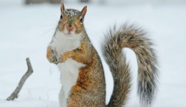 McMaster researchers trace arctic evolution in squirrel droppings