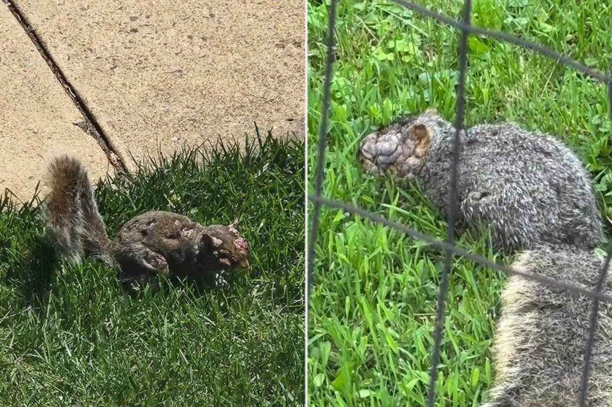 Grotesque 'zombie squirrels' with oozing warts spotted roaming through US backyards