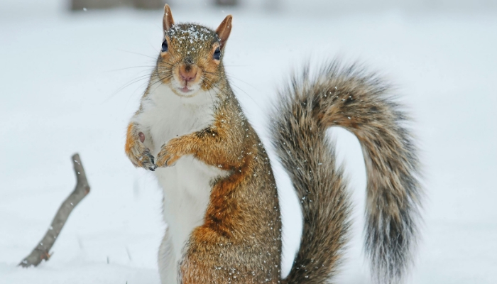 McMaster researchers trace arctic evolution in squirrel droppings