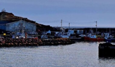 Black Bear Spotted on Wharf in St. Bride's, Prompting Warning