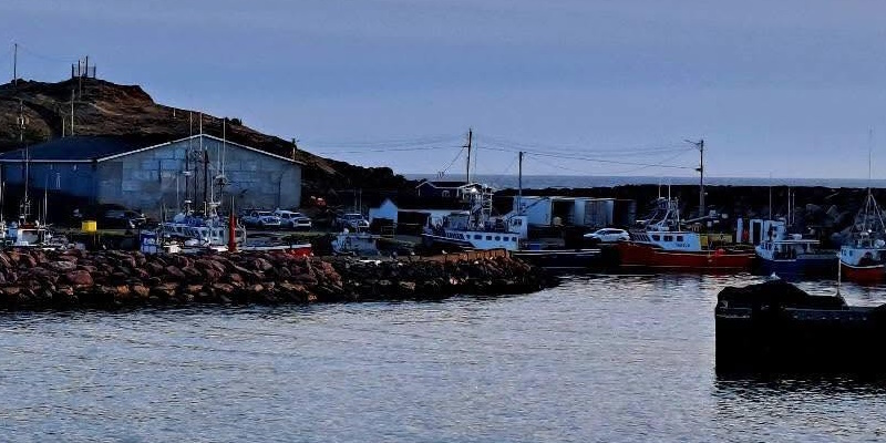 Black Bear Spotted on Wharf in St. Bride's, Prompting Warning