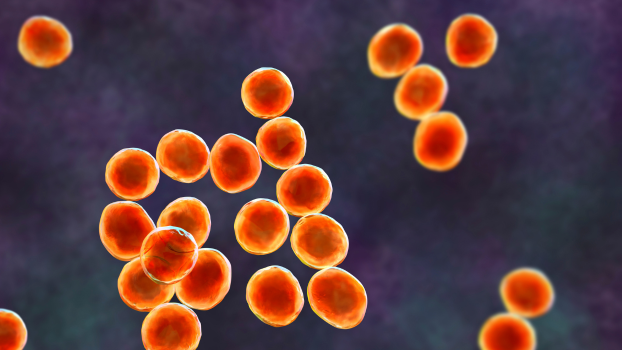 Treating staphylococcal bloodstream infections | McGill University Health Centre