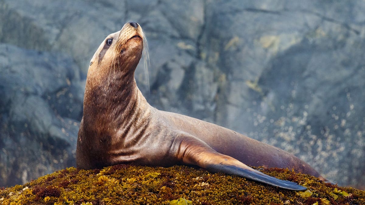 A Steller sea lion resting on a rocky surface.