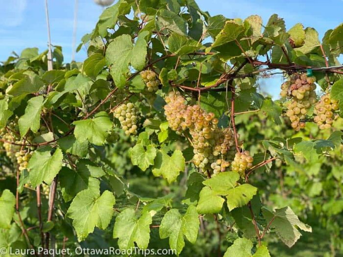 closeup of green grapes on the vine