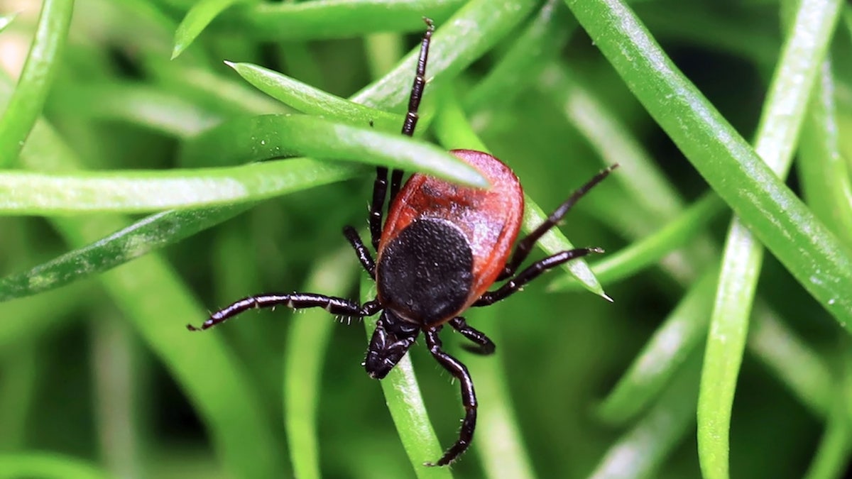 tick on blade of grass