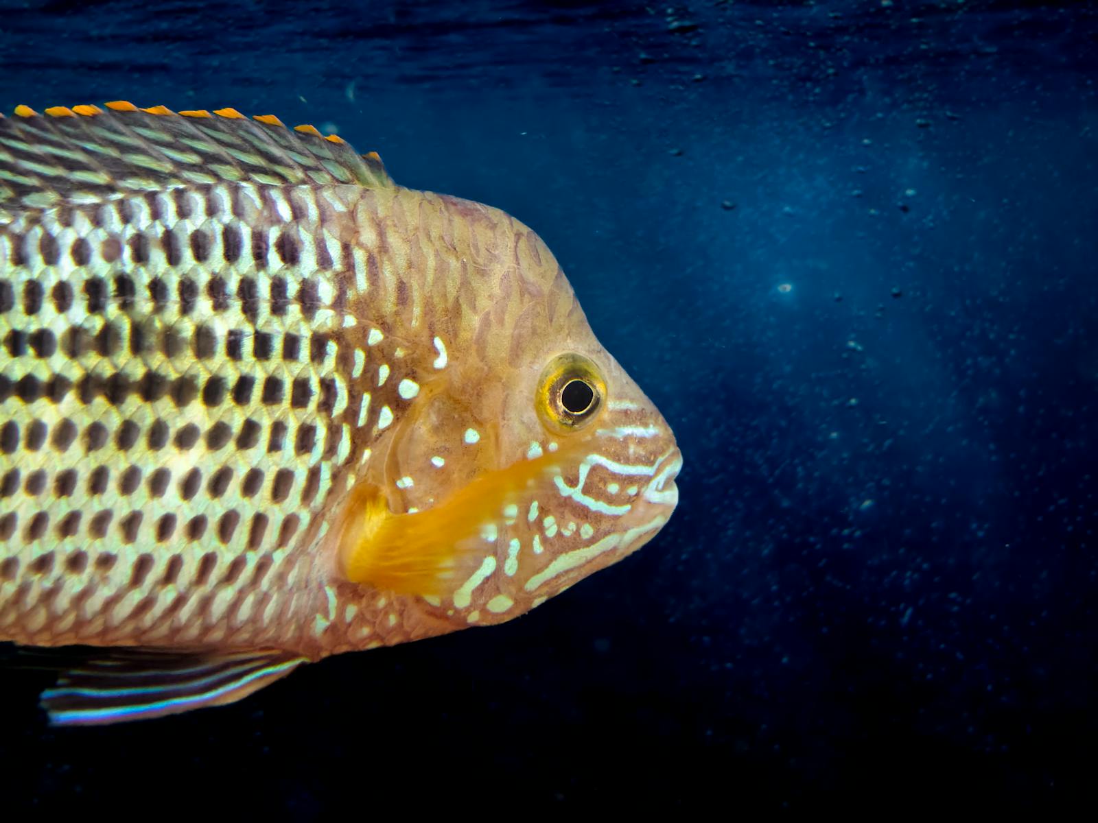 tongue-eating louse fish