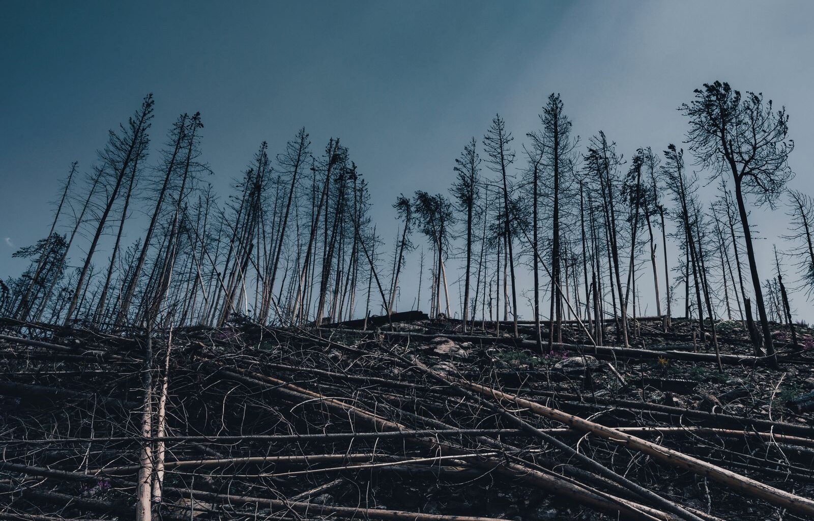 In 1908, something exploded above the remote Siberian forest of Tunguska with enough force to flatten roughly 2,000 square kilometres of trees — and more than a century later, no impact crater has ever been found, because the object, probably a small asteroid, appears to have blown itself apart in the atmosphere.