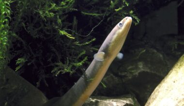 Where do these baby eels come from? It’s still a mystery : Short Wave : NPR