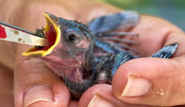 What to do if you see wildlife struggling with hot temperatures