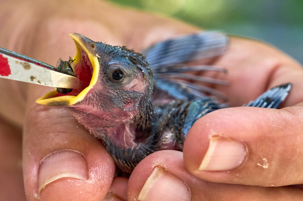 What to do if you see wildlife struggling with hot temperatures