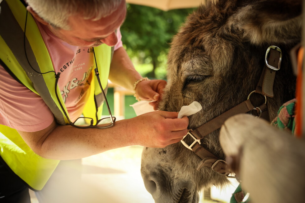 Therapy donkeys help patients at a Paris-area psychiatric hospital