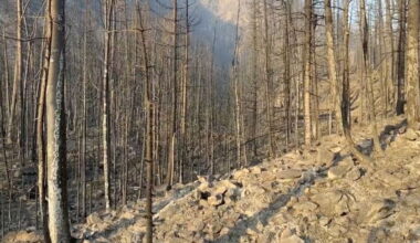 Largest wildfire in the US burns through forests in Utah