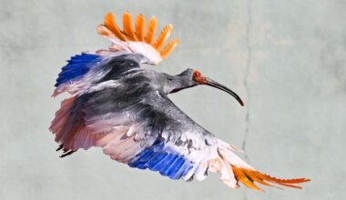 Crested ibis returns to Japanese town decades after extinction in Japan