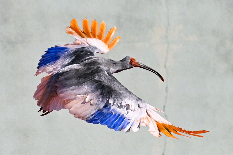Crested ibis returns to Japanese town decades after extinction in Japan