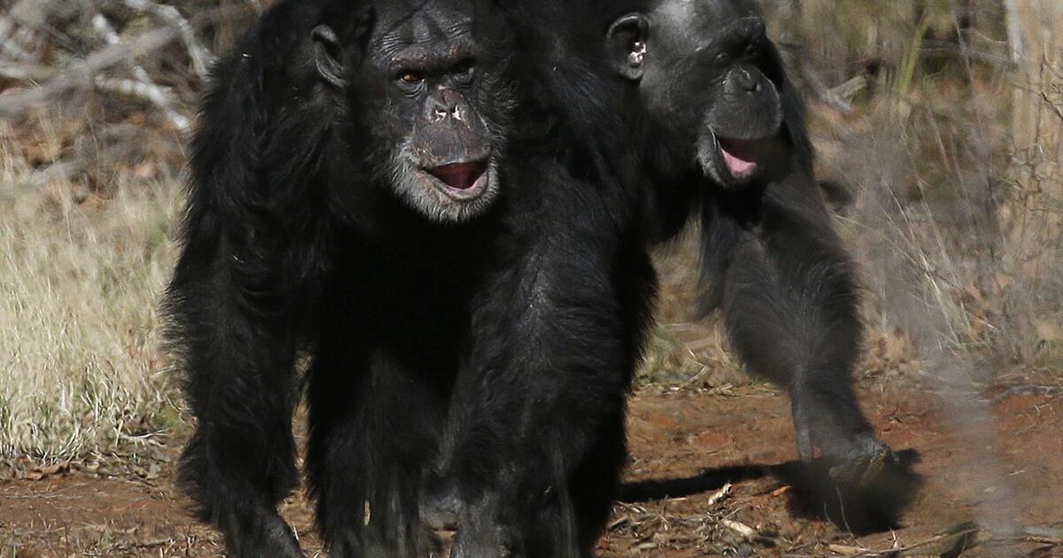 Researchers tickle gorillas, other apes and find out they giggle