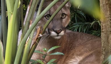 Officials tranquilize mountain lion spotted in Santa Monica yard