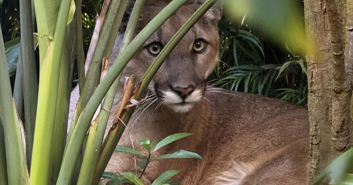 Officials tranquilize mountain lion spotted in Santa Monica yard