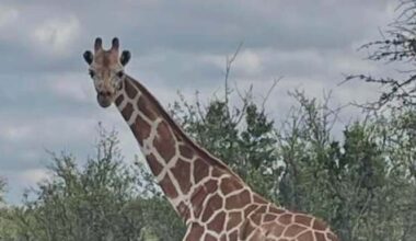 Missing giraffe Gracie found safe near Leakey after nearly two weeks on the loose