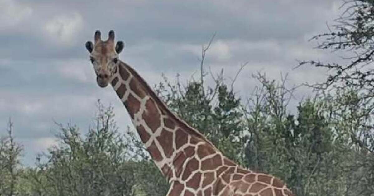 Missing giraffe Gracie found safe near Leakey after nearly two weeks on the loose