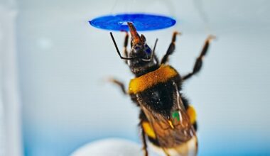Bumblebees have tiny brains but they can solve problems like chimps and elephants
