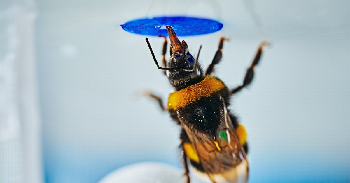 Bumblebees have tiny brains but they can solve problems like chimps and elephants