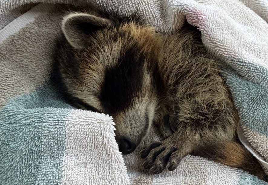 A young raccoon wrapped in a blanket rests after being rescued near Regina and taken to a wildlife rehabilitation centre.