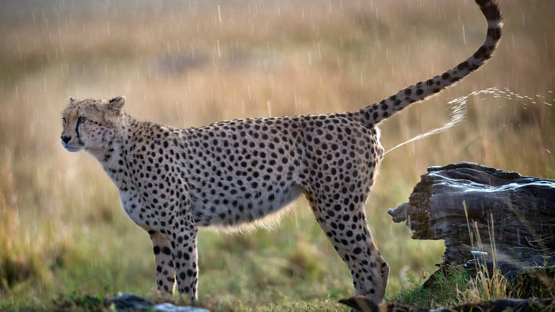 A spotted leopard lifts its tail to pee on a rock.
